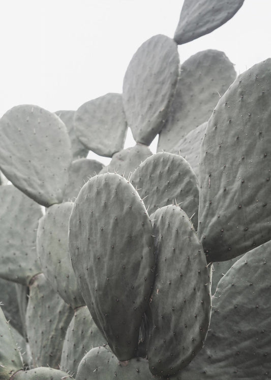 Schönheit des Kaktus | Poster