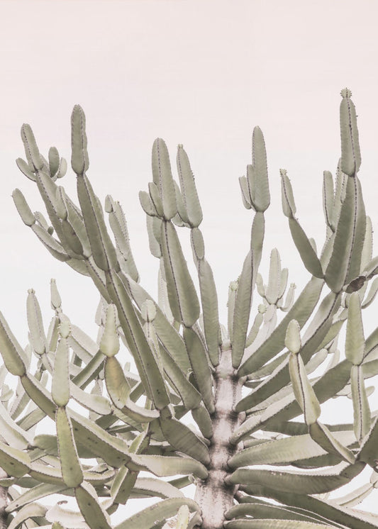 Ruhiges Wüstenwachstum | Poster