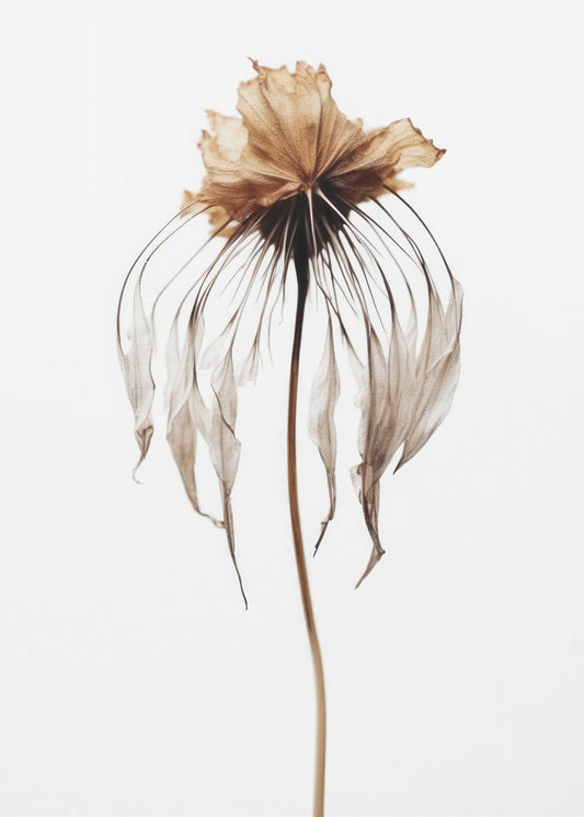 Verblasste Eleganz | Poster