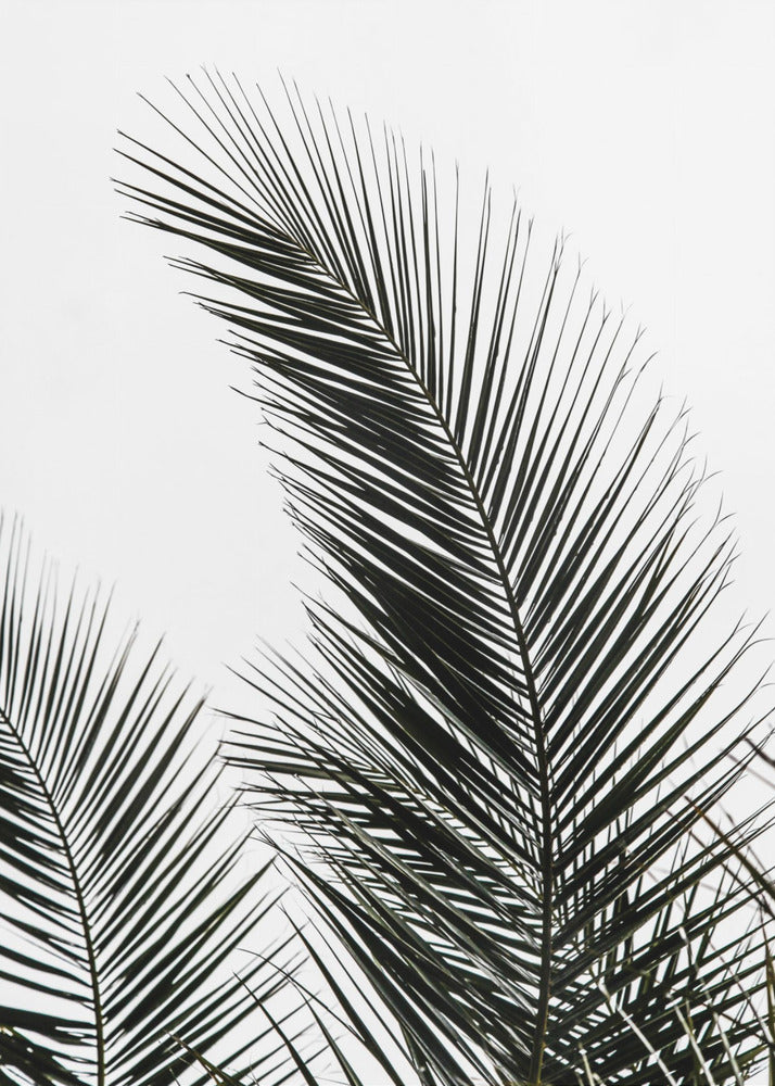 Palmblätter 1 | Poster