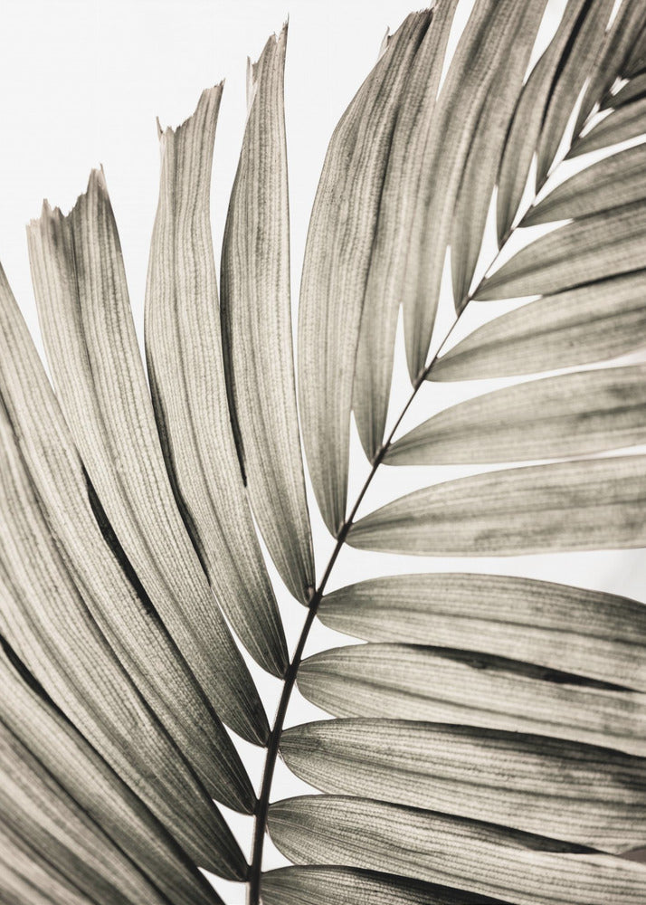 Palmblätter 22 | Poster