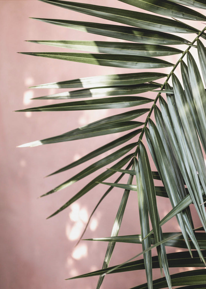 Palm Leaves 23 | Canvas