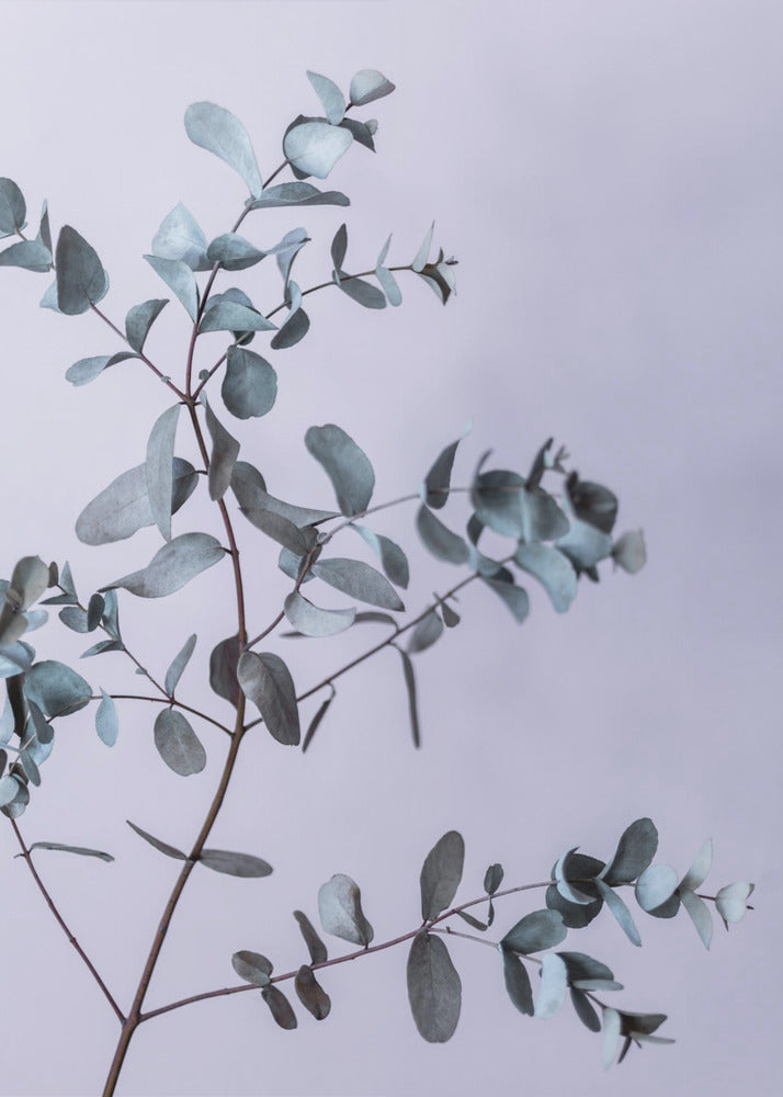 Eucalyptus 13 | Canvas