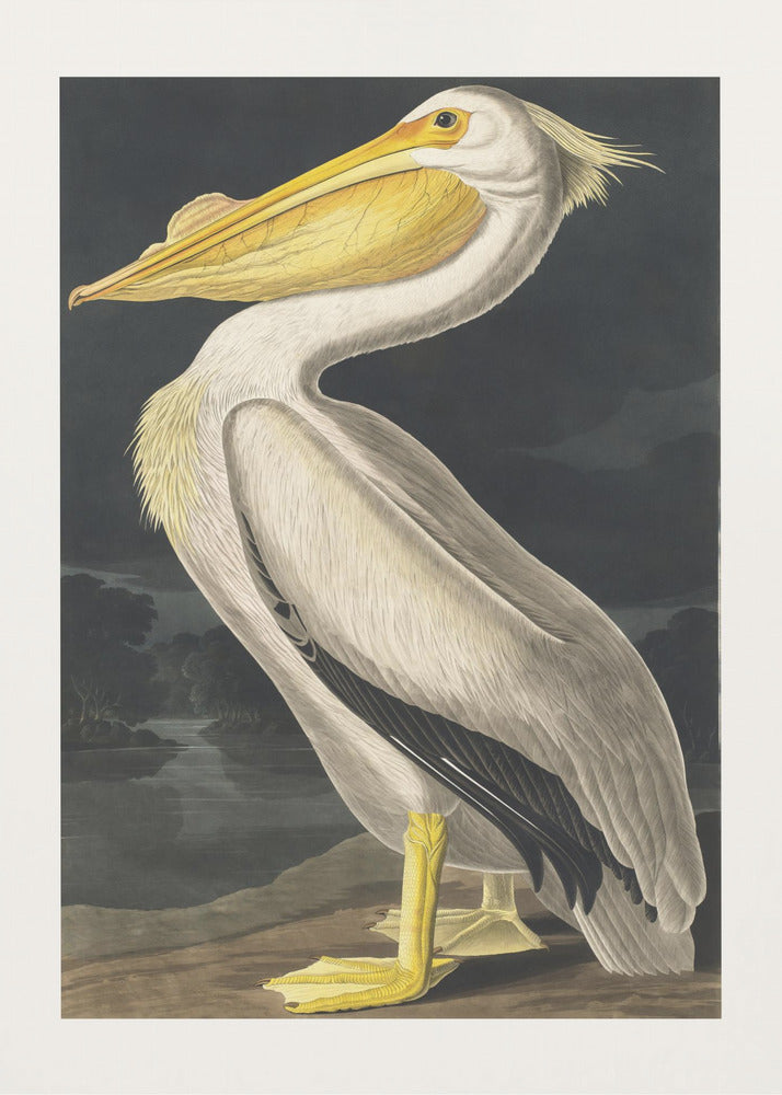 Amerikanischer Weißer Pelikan aus Birds of America (1827) | Leinwand