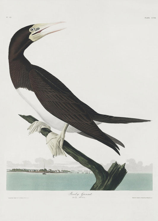 Tölpeltölpel aus Birds of America (1827) | Poster