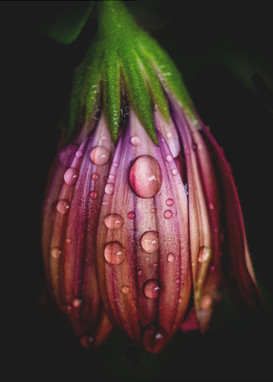 After the rain | Canvas