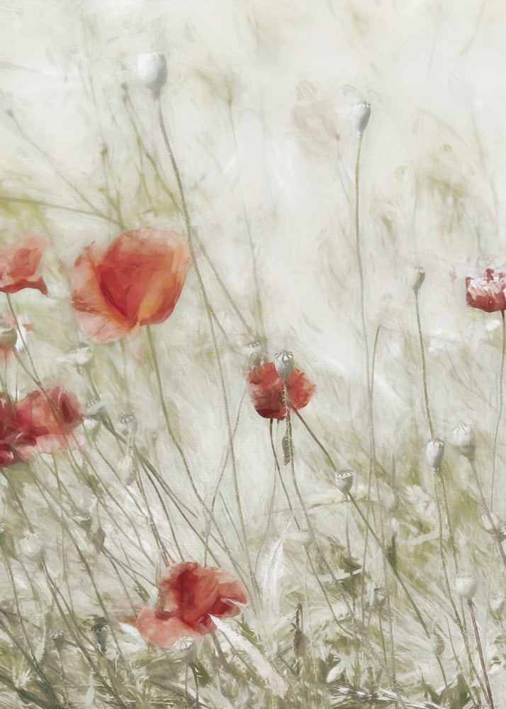 Corn Rose | Canvas