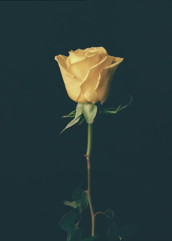 gelbe Rose | Leinwand