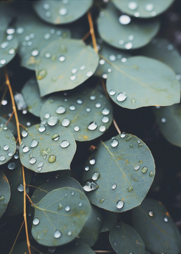Rain-Kissed Leaves | Poster