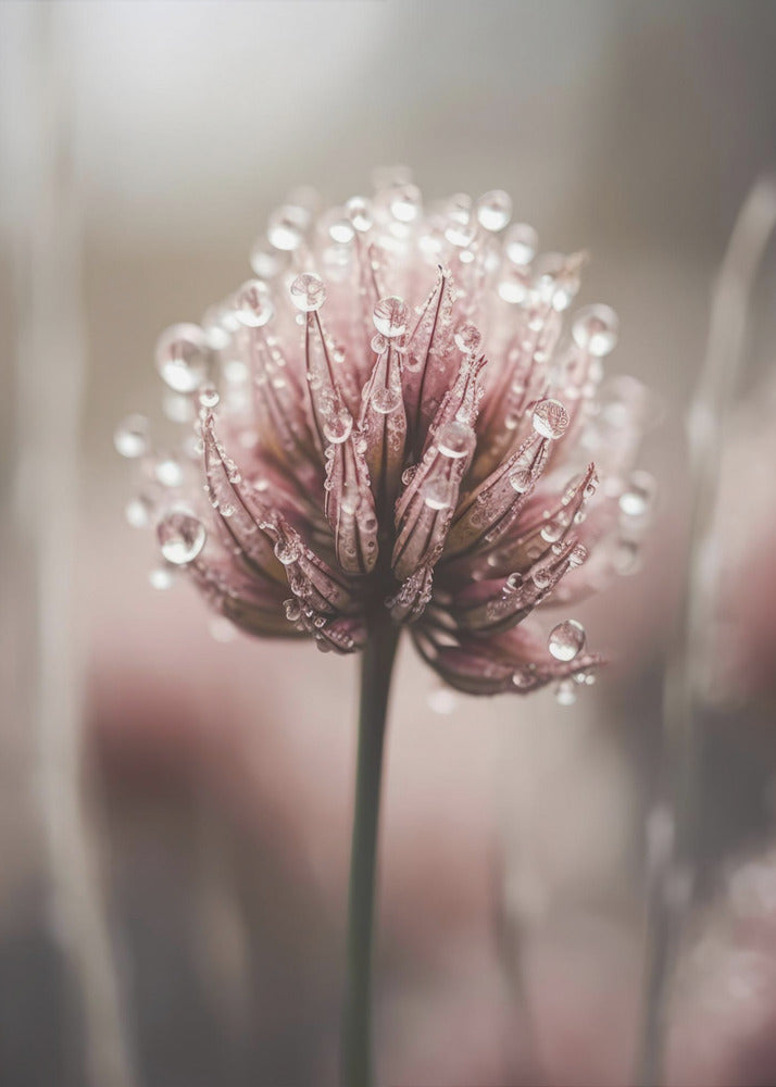 Dew-Kissed Blossom | Poster