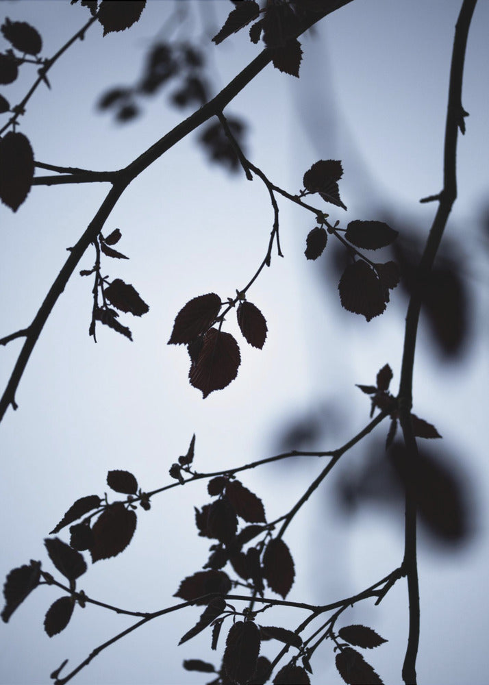 Break of Dawn | Canvas
