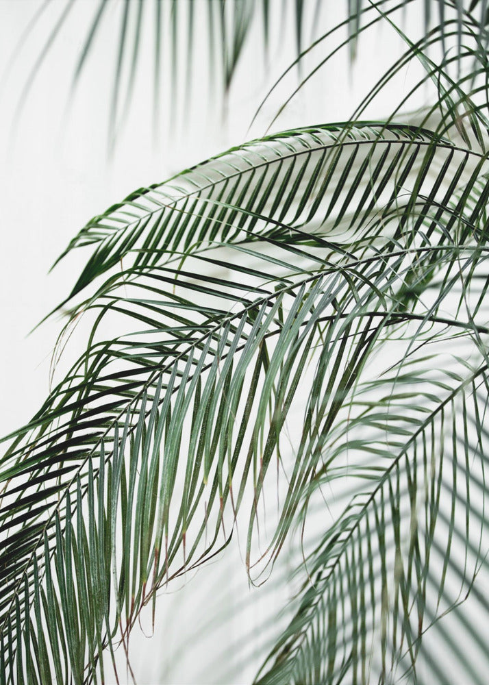 Palmblätter 21 | Poster
