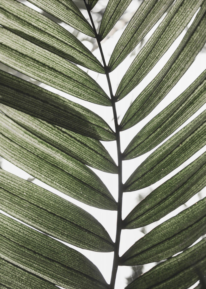 Palmblätter 24 | Poster