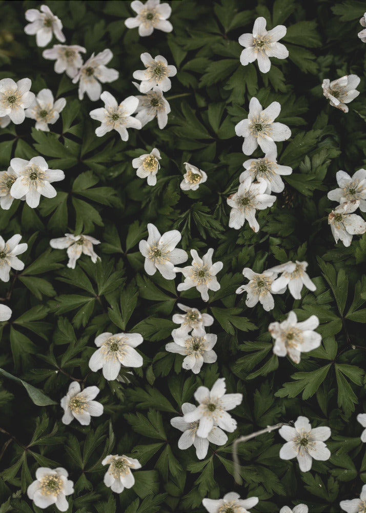 Winzige Blumen 2 | Poster