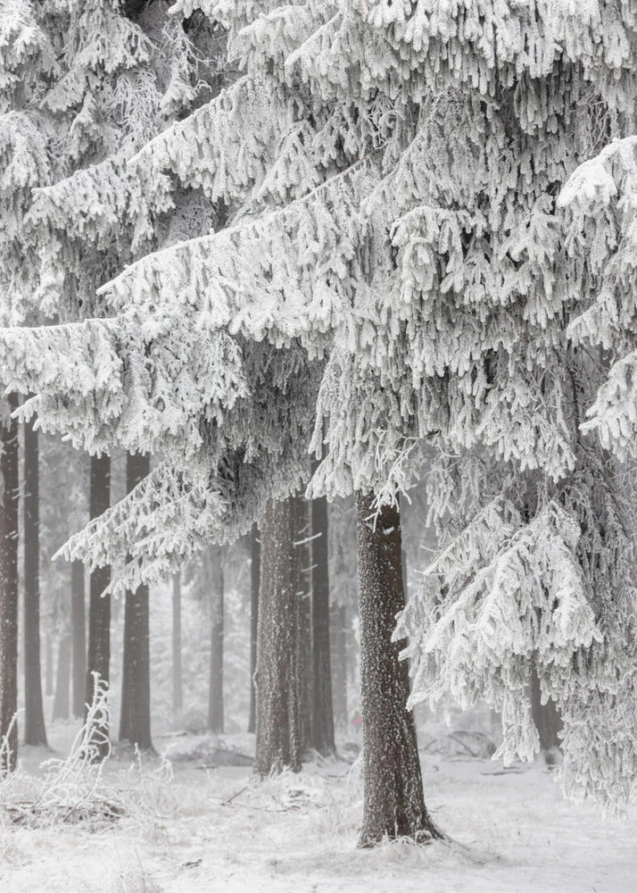 Winter Forest 2 | Canvas