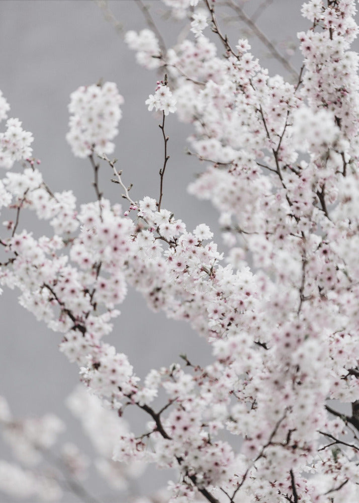 Colorful Spring 6 | Canvas
