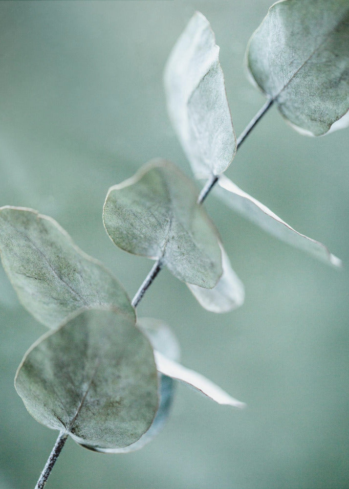 Eucalyptus 9 | Canvas