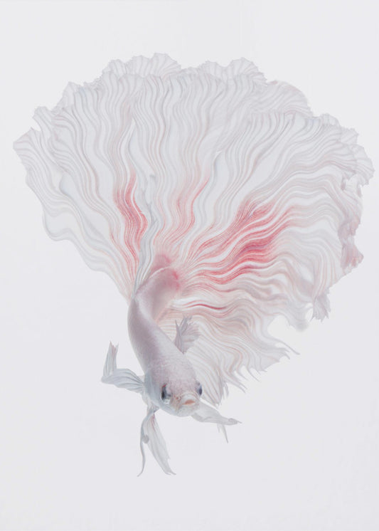 Wurzel-Betta | Poster