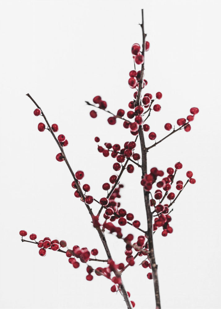 Rote Beeren 2 | Poster
