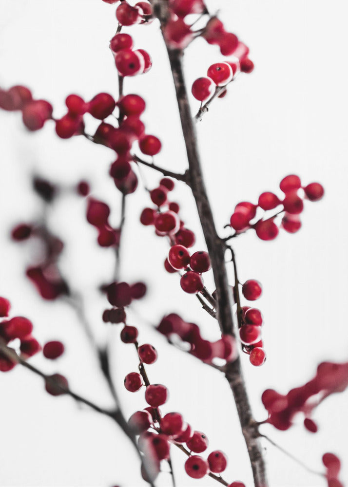 Rote Beeren 1 | Poster