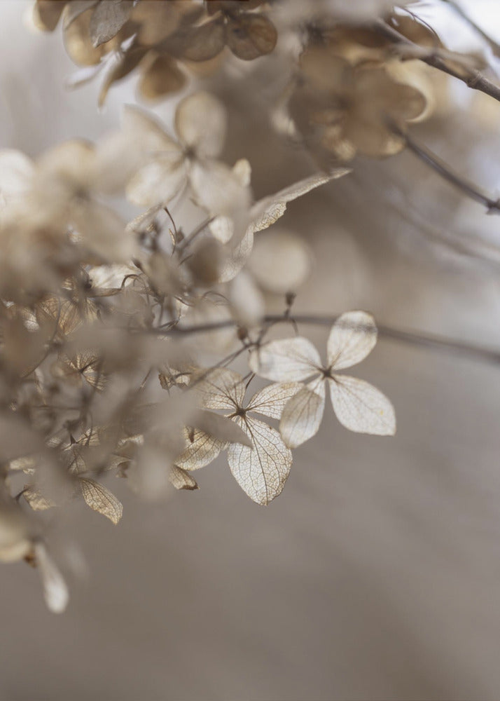 Hortensie 1 | Leinwand