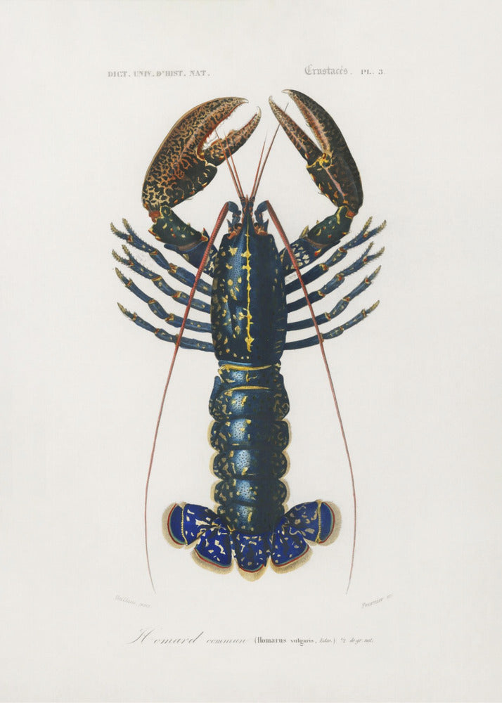 Crimson Crawfish | Canvas
