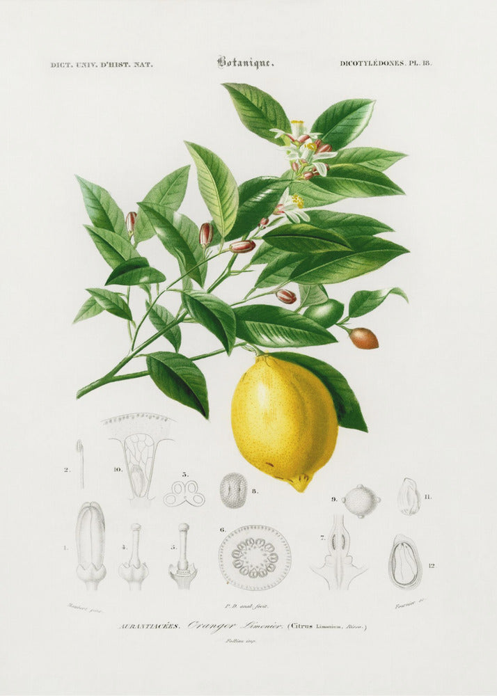 Zitrone (Citrus Limonium) | Poster