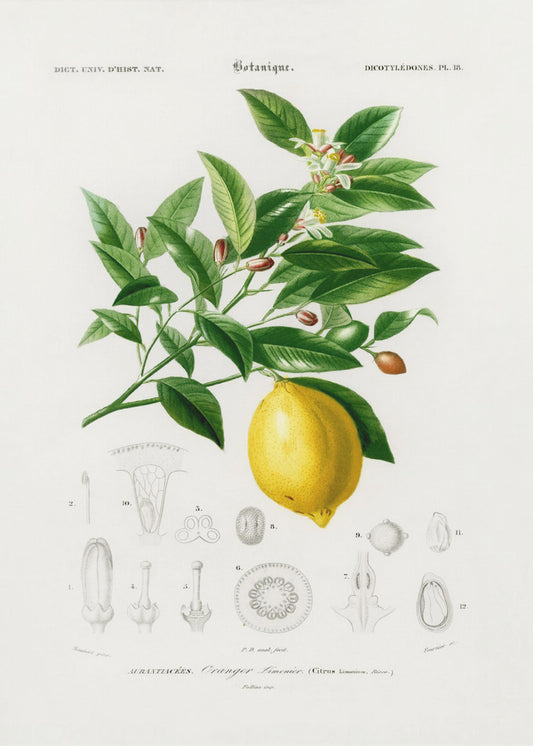 Zitrone (Citrus Limonium) | Leinwand