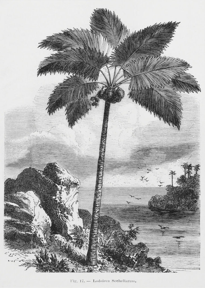 Vintage Palm Tree Drawing I | Canvas