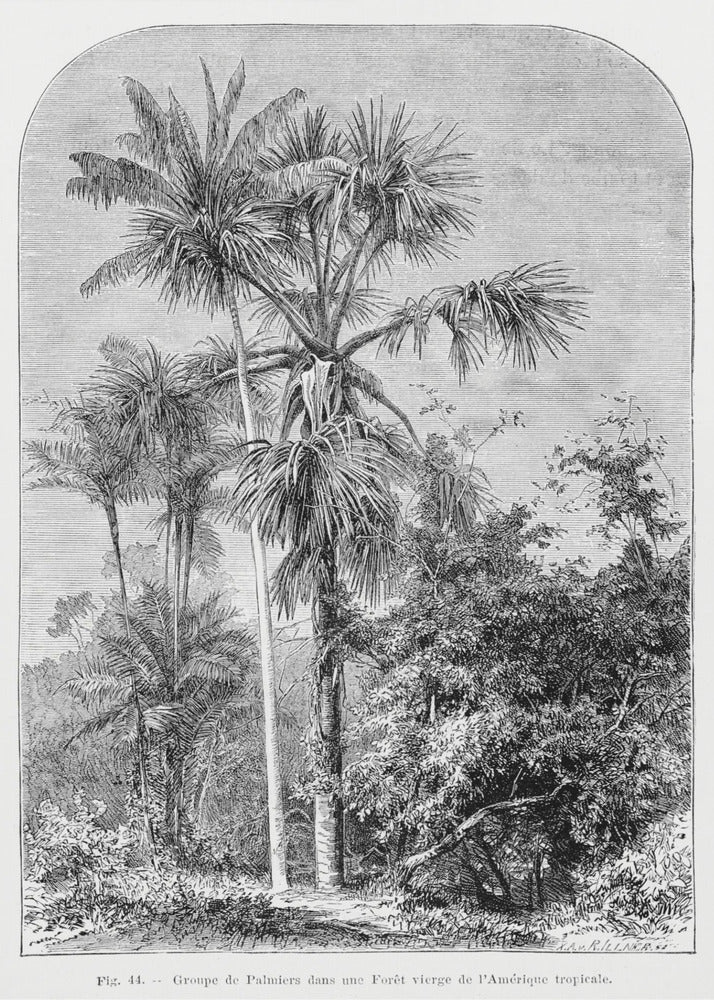 Vintage Palm Tree Drawing Iv | Canvas