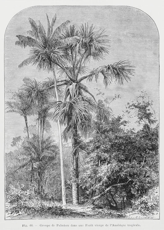 Vintage Palm Tree Drawing Iv | Canvas
