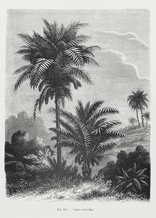 Vintage Palm Tree Drawing V | Canvas