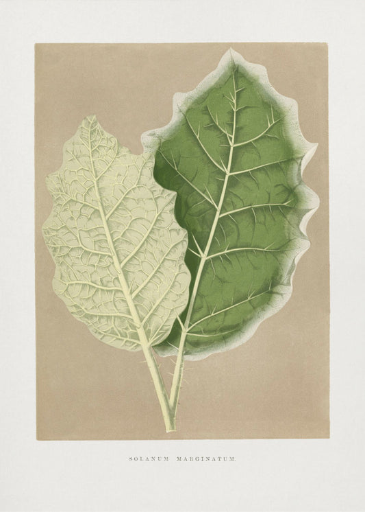 Green Solanum Marginatum Leaf Illustration | Canvas