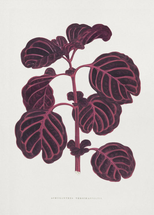 Pink Achyranthes Verschaffeltii Leaf Illustratio | Canvas