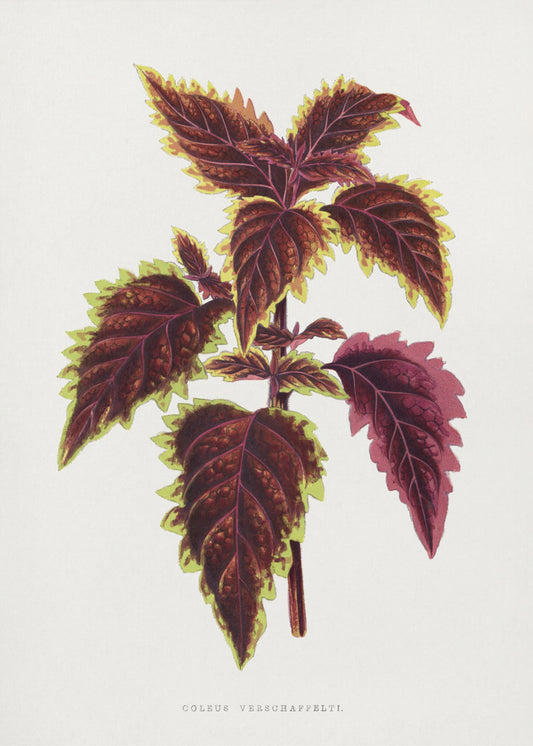 Pink Coleus Leaf Illustration | Poster
