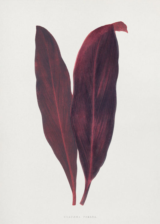 Pink Dracaena Ferrea Leaf Illustration | Canvas