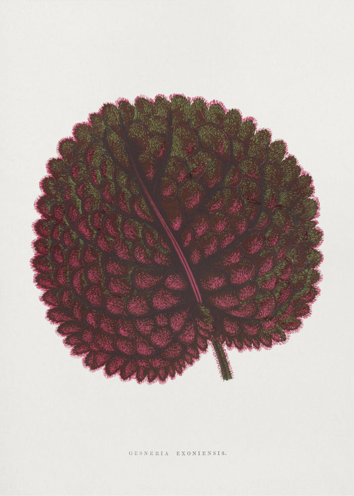 Pink Gesneria Exoniensis Leaf Illustration | Canvas