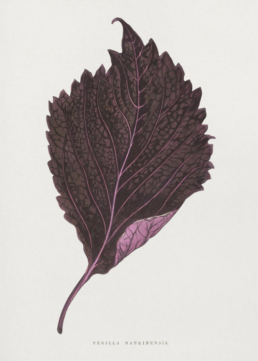 Pink Perilla Nankinensis Leaf Illustration | Canvas