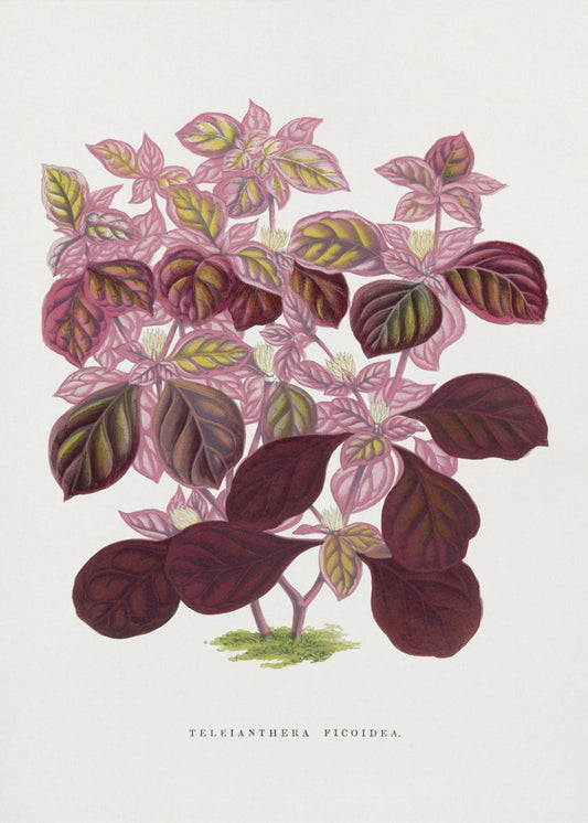 Pink Teleianthera Ficoidea Leaf Illustration | Poster