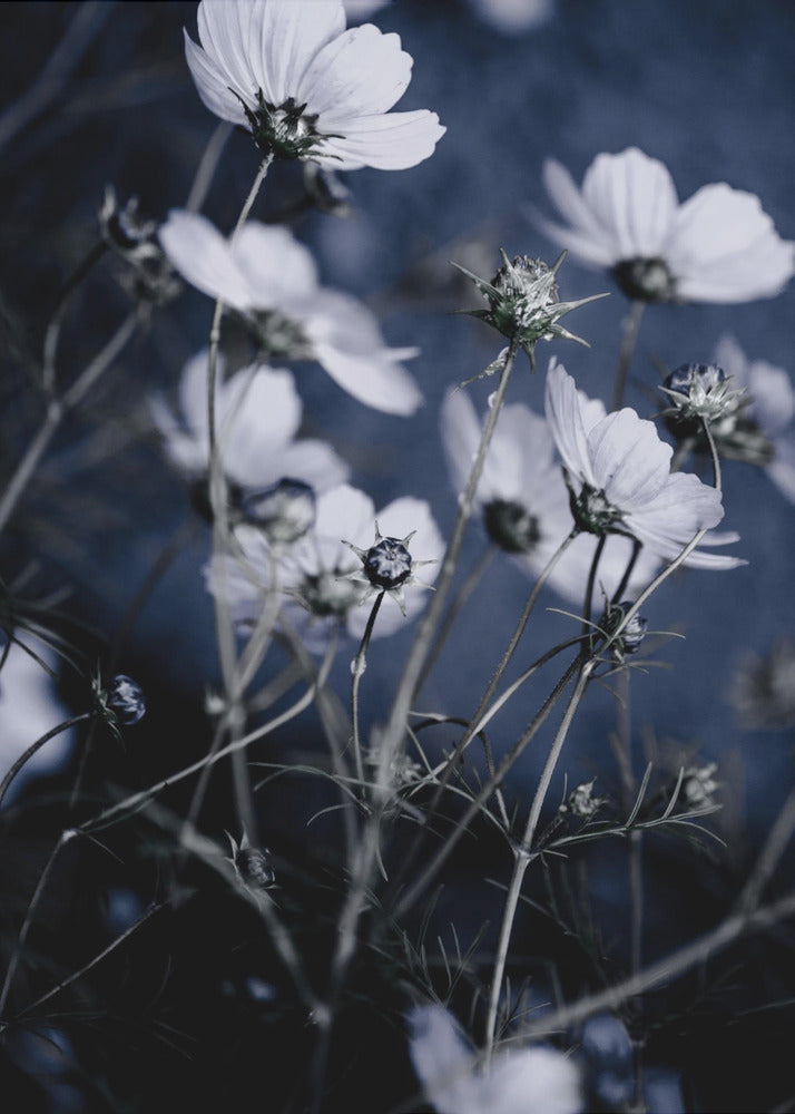 Wild Flowers 10 | Poster