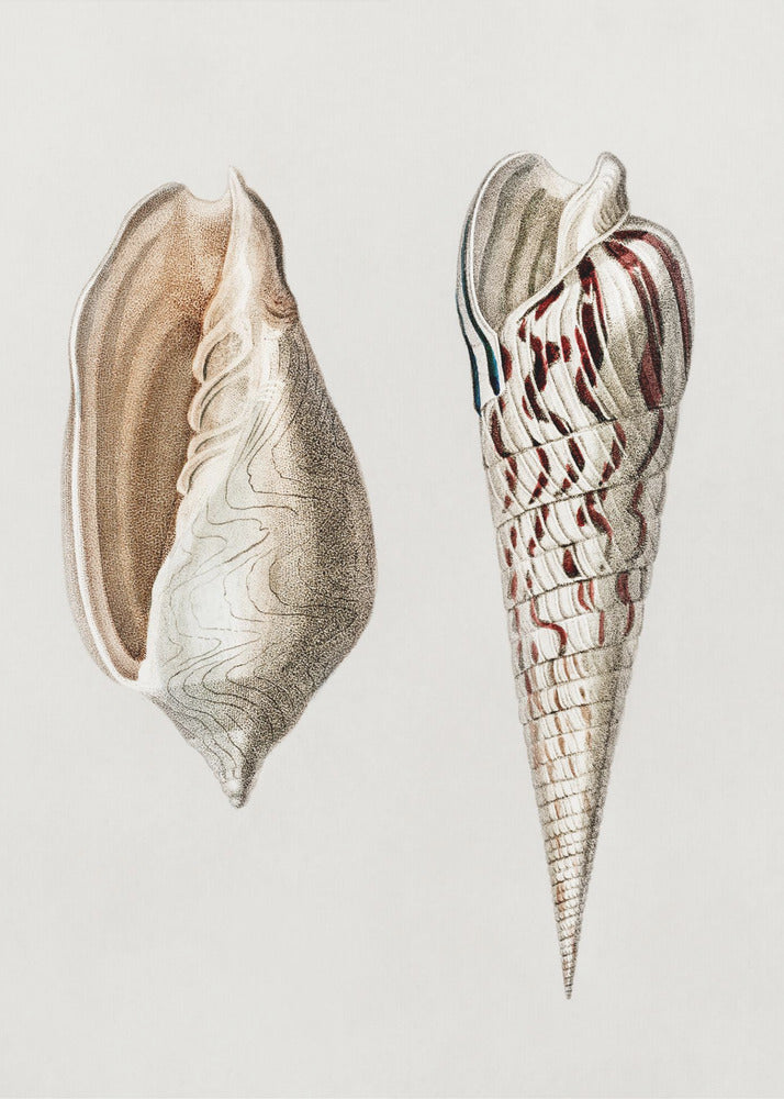 Two Mollusks Crop II | Poster