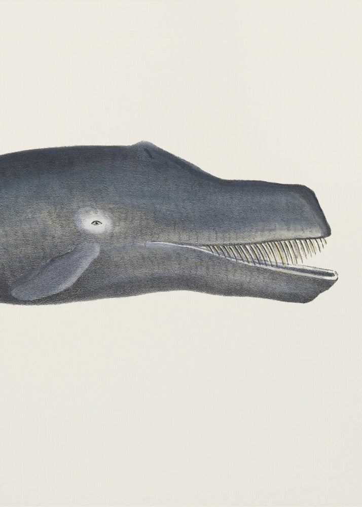 Wal I Handkolorierte Meeres-Lithographie 1824 | Leinwand