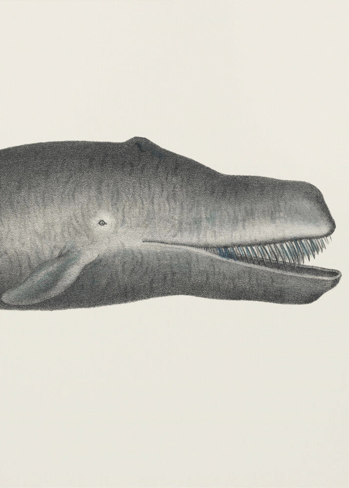 Wal II, handkolorierte Meeres-Lithographie, 1824 | Leinwand