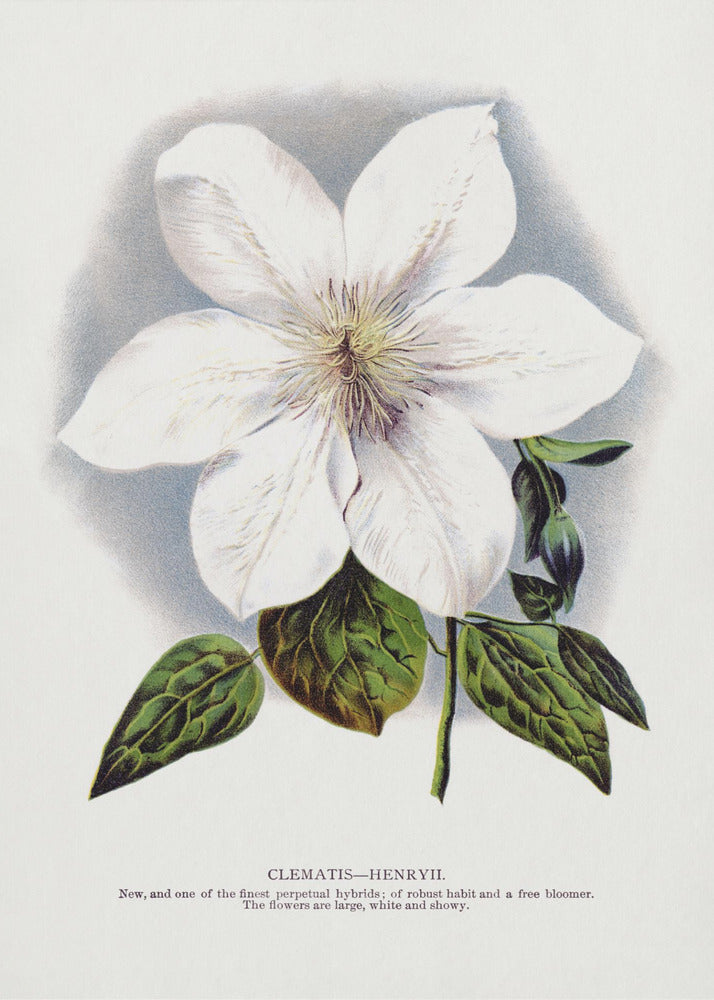 Clematis-Blumen-Lithografie | Leinwand