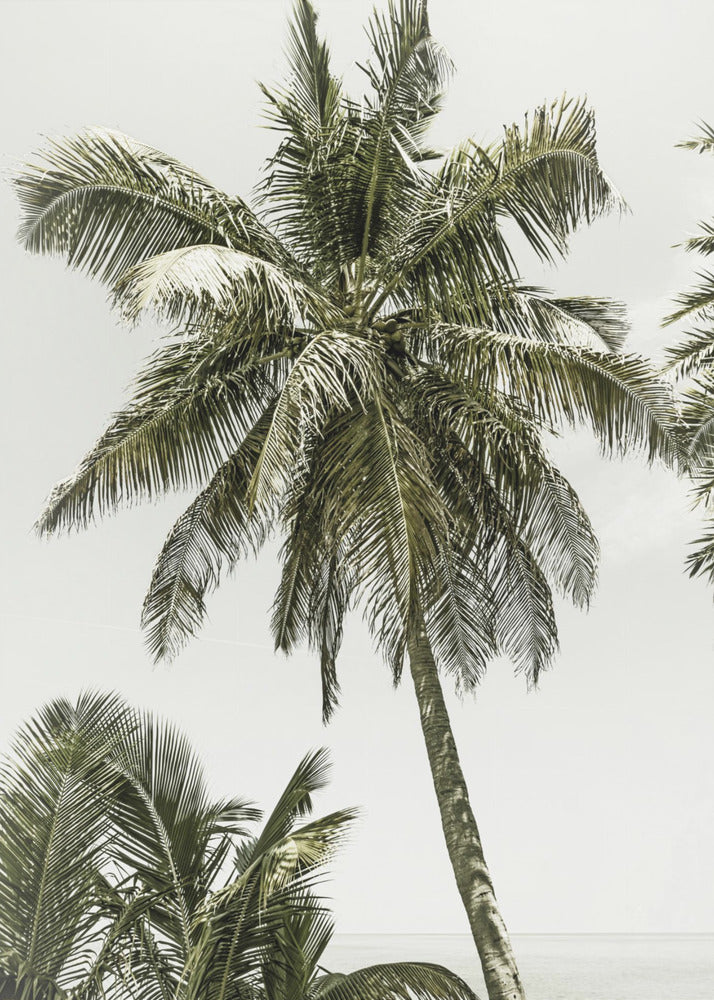 Palm Trees by the ocean | Vintage | Poster