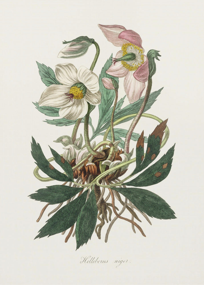 Christmas Rose (helleborus Niger) Medical Botany | Poster