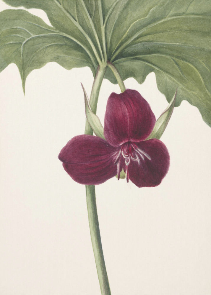 Süßes Trillium | Leinwand