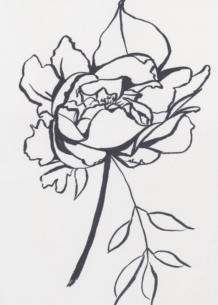 Black and White Peony Small | Canvas