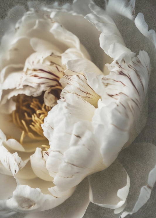 Petals of Serenity | Poster