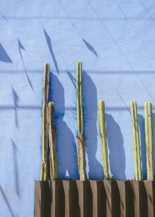 Hohe Kakteen | Reisefotografie in Oaxaca, Mexiko | Leinwand